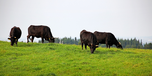 尾崎牛とは宮崎のブランド牛。値段、通販は？
